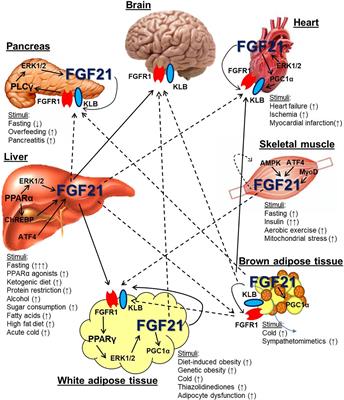 The Nuanced Metabolic Functions of Endogenous FGF21 Depend on the Nature of the Stimulus, Tissue Source, and Experimental Model